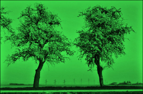 Illsutrasjonsfoto av to trær i grønt lys